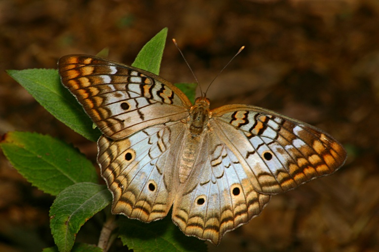 White Peacock A
